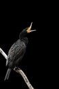 A yawning cormorant on a black background sitting on a branch