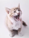 Yawning Cute Cat Royalty Free Stock Photo