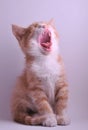 Yawning Cute Cat Royalty Free Stock Photo