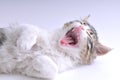 Yawning Cute Cat Royalty Free Stock Photo