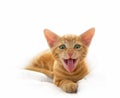 Yawning Cute Cat Royalty Free Stock Photo