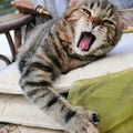 Yawning cute kitty cat with tiger stripes s Royalty Free Stock Photo