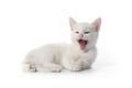 Yawning cute white kitten Royalty Free Stock Photo