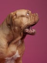 Yawning dog Royalty Free Stock Photo