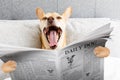 Yawning dog in bed Royalty Free Stock Photo