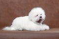 Bichon Frize dog lies and yawns on a brown background