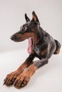 Yawning dog with big tonque Royalty Free Stock Photo