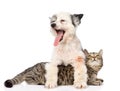 Yawning dog and cat together. isolated on white background Royalty Free Stock Photo