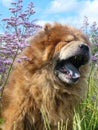 Yawning dog chow-chow Royalty Free Stock Photo