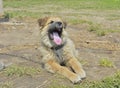 Yawning dog 1 Royalty Free Stock Photo