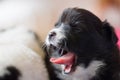 Yawning Dog mammal Royalty Free Stock Photo
