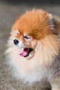 Yawning Dog, Pomeranian / Yawning Dog / Yawning Dog, Pomeranian, Face Shot