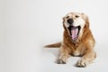 Yawning dog Royalty Free Stock Photo