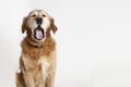 Yawning dog