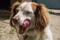 Yawning dog Royalty Free Stock Photo