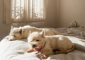 Yawning dog: west highland white terrier westie dog waking up in the morning on bed Royalty Free Stock Photo