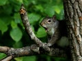 Yawning eastern gray squirrel Royalty Free Stock Photo