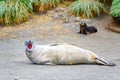 Yawning elephant seal - Mirounga leonina - on beach in South Georgia