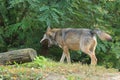 Yawning eurasian wolf Royalty Free Stock Photo