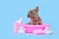 Yawning French Bulldog dog puppy in pink bathtub with rubber ducks