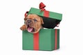 Yawning French Bulldog puppy peaking out of green Christmas gift box on white background