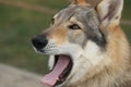 Yawning german shepherd dog Royalty Free Stock Photo