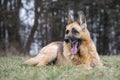 Yawning German Shepherd lady Royalty Free Stock Photo