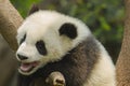 Yawning Giant Panda Cub with Missing Teeth Royalty Free Stock Photo