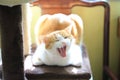 Yawning ginger and white cat Royalty Free Stock Photo