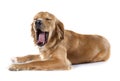 Yawning golden retriever Royalty Free Stock Photo