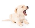 Yawning golden retriever puppy dog. on white background Royalty Free Stock Photo
