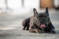 Yawning gray frenc bulldog while sitting on the pavement