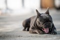 Yawning gray frenc bulldog while sitting on the pavement