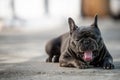 Yawning gray frenc bulldog while sitting on the pavement