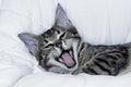 Yawning gray striped cat lying on white background