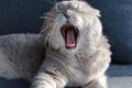 yawning gray tabby scottish fold eared cat