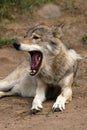 Yawning Gray Wolf Royalty Free Stock Photo