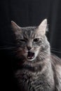 Yawning grey cat Royalty Free Stock Photo