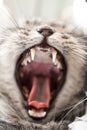 Yawning grey cat Royalty Free Stock Photo