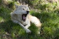 Yawning grey wolf Royalty Free Stock Photo