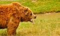 Yawning Grizzly Bear Royalty Free Stock Photo