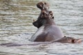 Yawning Hippo Royalty Free Stock Photo