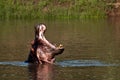 Yawning Hippo Royalty Free Stock Photo