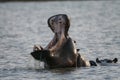 Yawning Hippo