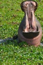 Yawning hippo Royalty Free Stock Photo