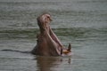 Yawning Hippo - Hippopotamus Amphibious Royalty Free Stock Photo