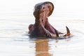 Yawning hippo with large teeth Royalty Free Stock Photo