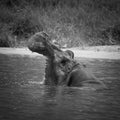 Yawning Hippo Royalty Free Stock Photo