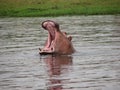 Yawning hippo Royalty Free Stock Photo