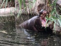 Yawning hippo showing his teeth Royalty Free Stock Photo